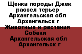 Щенки породы Джек рассел терьер - Архангельская обл., Архангельск г. Животные и растения » Собаки   . Архангельская обл.,Архангельск г.